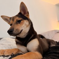 Lost Pet Image