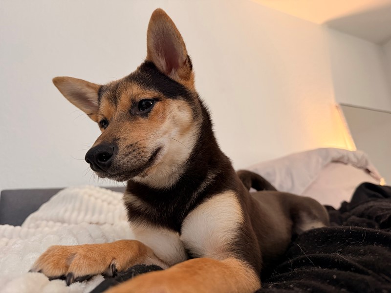 Pet Photo