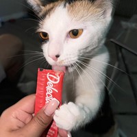 Lost Pet Image