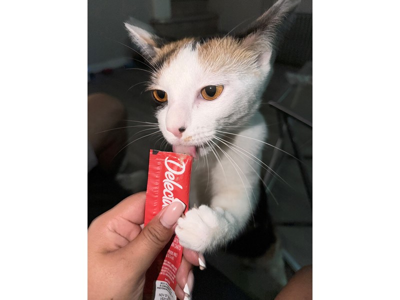 Pet Photo