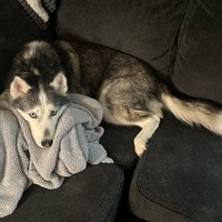 Lost Pet Image