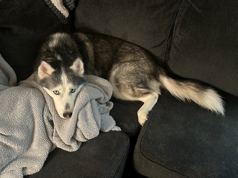 Pet Photo