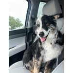Dottie