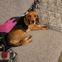 Lost Pet Image