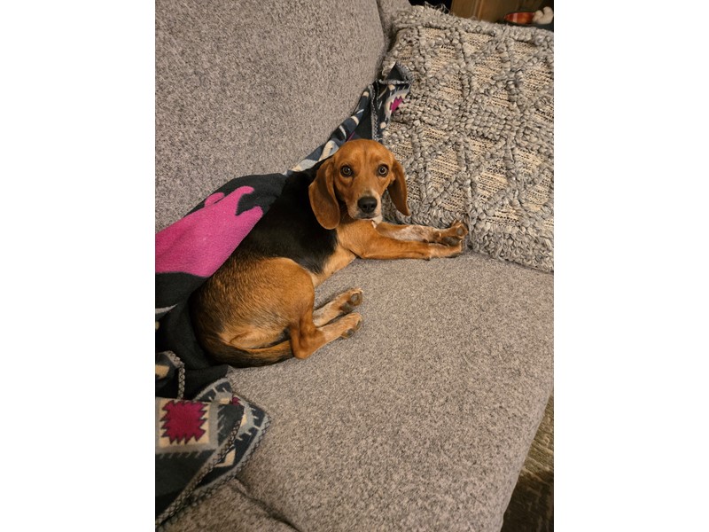 Pet Photo