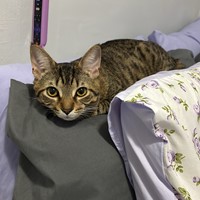 Lost Pet Image