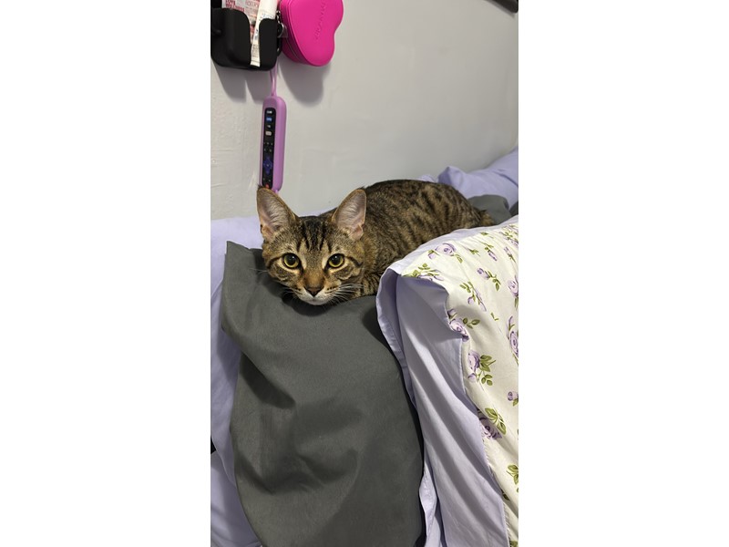 Pet Photo