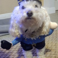 Lost Pet Image