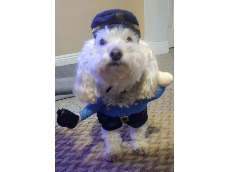Pet Photo