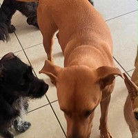 Lost Pet Image