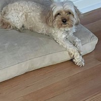 Lost Pet Image
