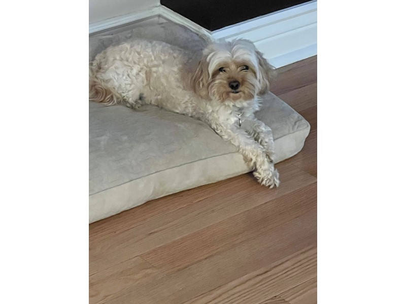 Pet Photo