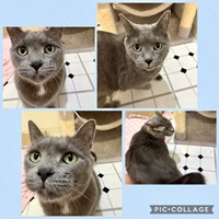 Lost Pet Image