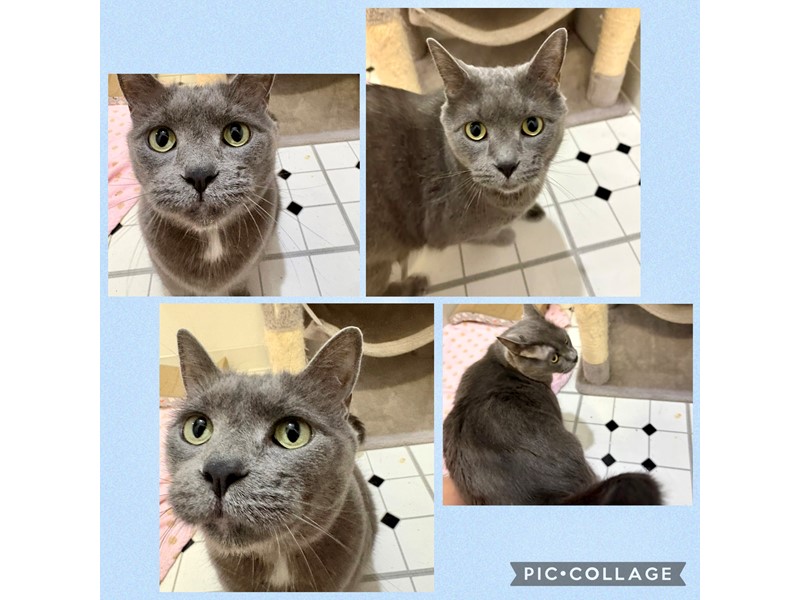 Pet Photo