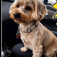 Lost Pet Image