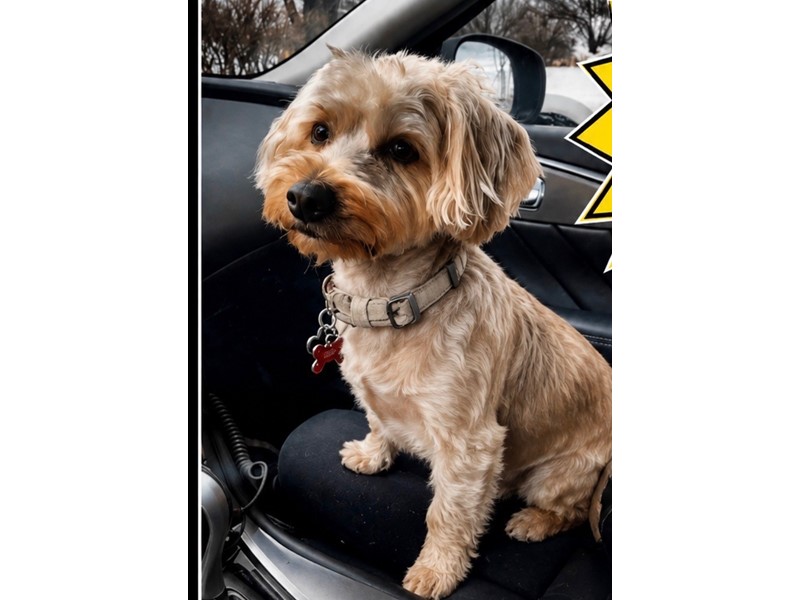 Pet Photo