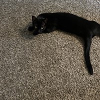Lost Pet Image