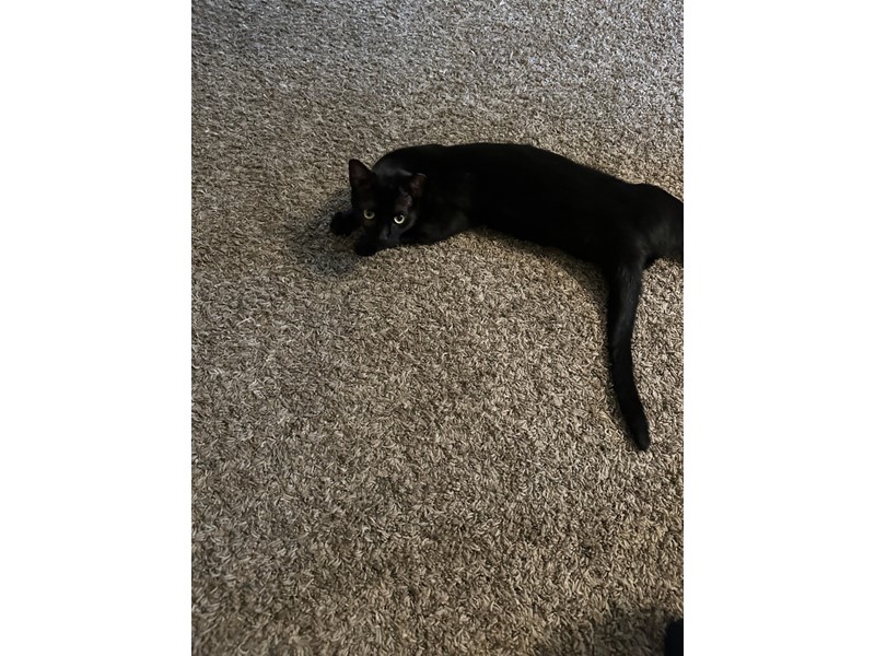 Pet Photo
