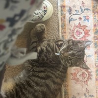 Lost Pet Image