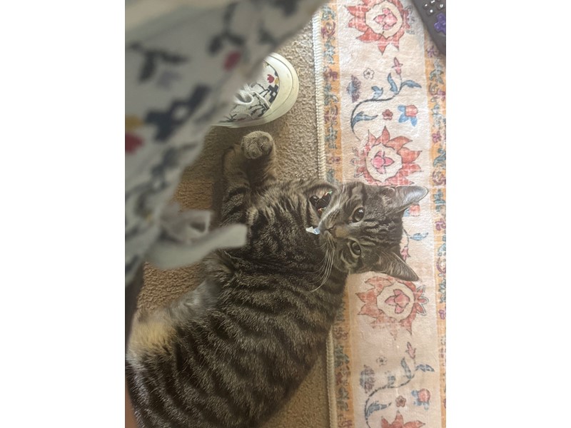 Pet Photo