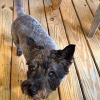 Lost Pet Image