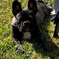 Lost Pet Image