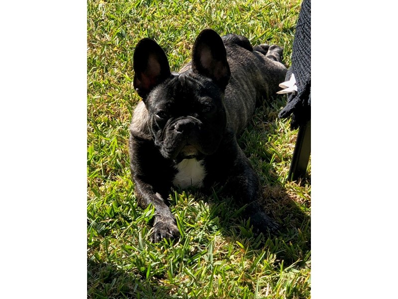 Pet Photo