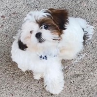 Lost Pet Image