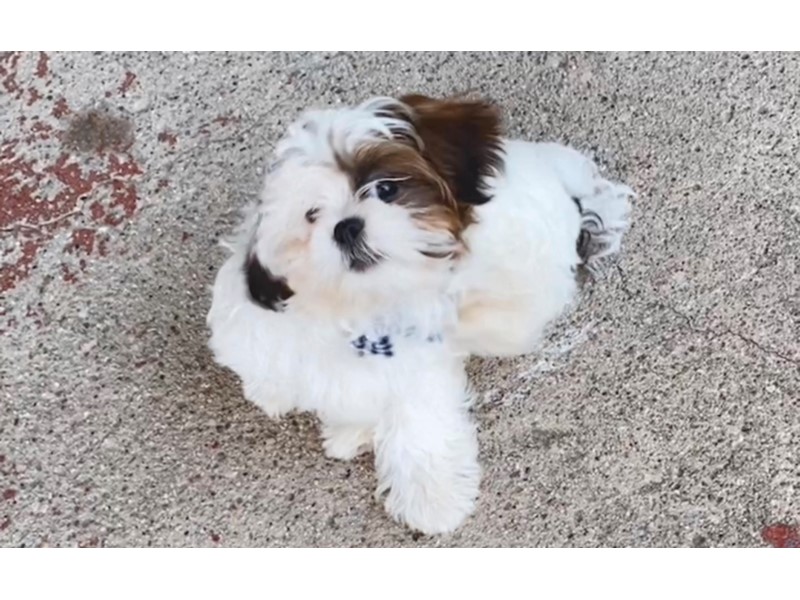 Pet Photo