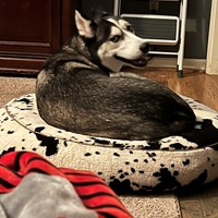 Lost Pet Image