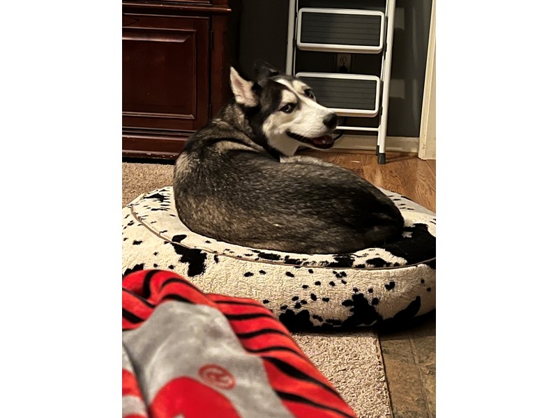Pet Photo
