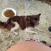 Lost Pet Image
