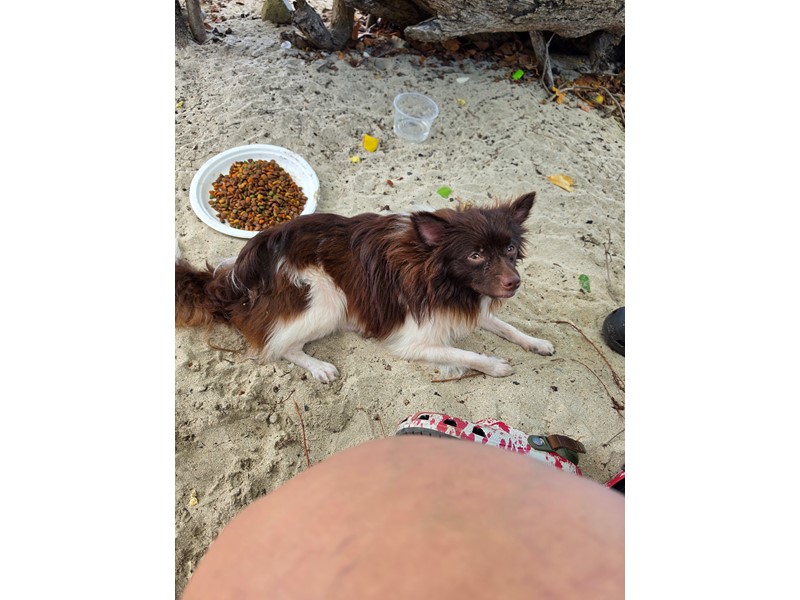 Pet Photo