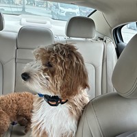 Lost Pet Image