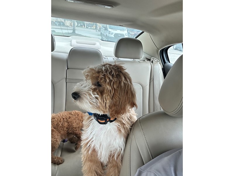 Pet Photo