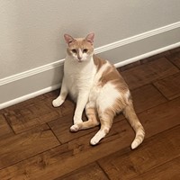 Lost Pet Image