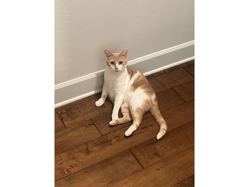 Pet Photo