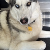 Lost Pet Image