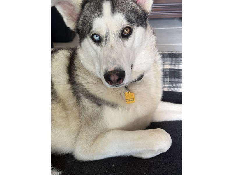Pet Photo