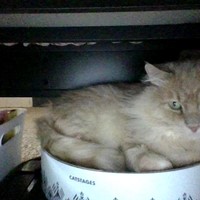 Lost Pet Image