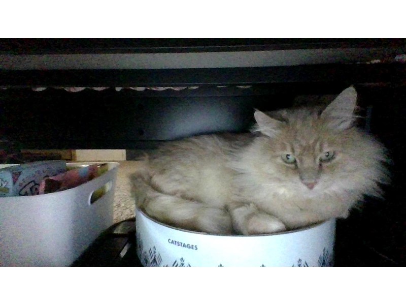 Pet Photo