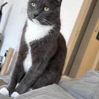 Lost Pet Image