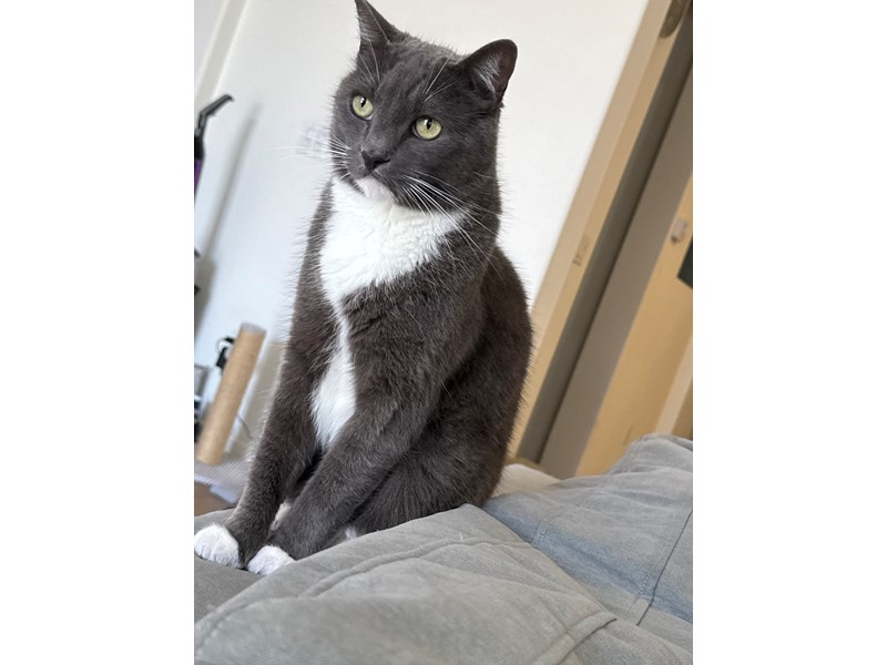 Pet Photo