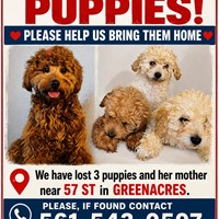 Lost Pet Image
