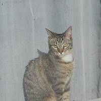 Lost Pet Image