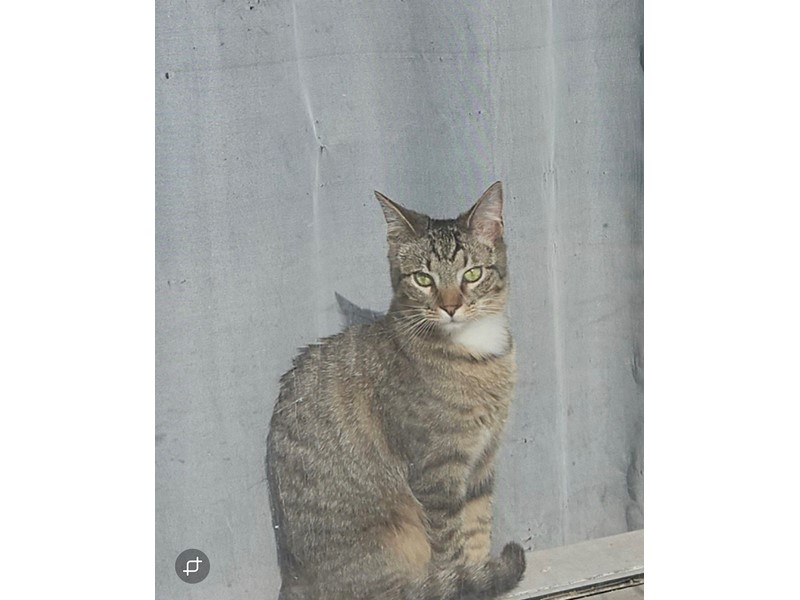 Pet Photo