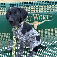 Lost Pet Image