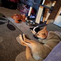 Lost Pet Image