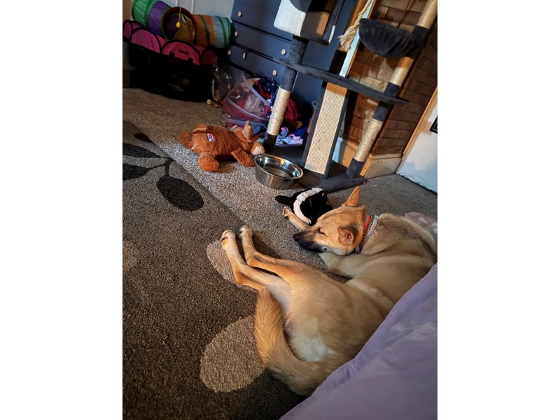 Pet Photo