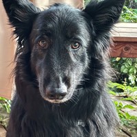 Lost Pet Image